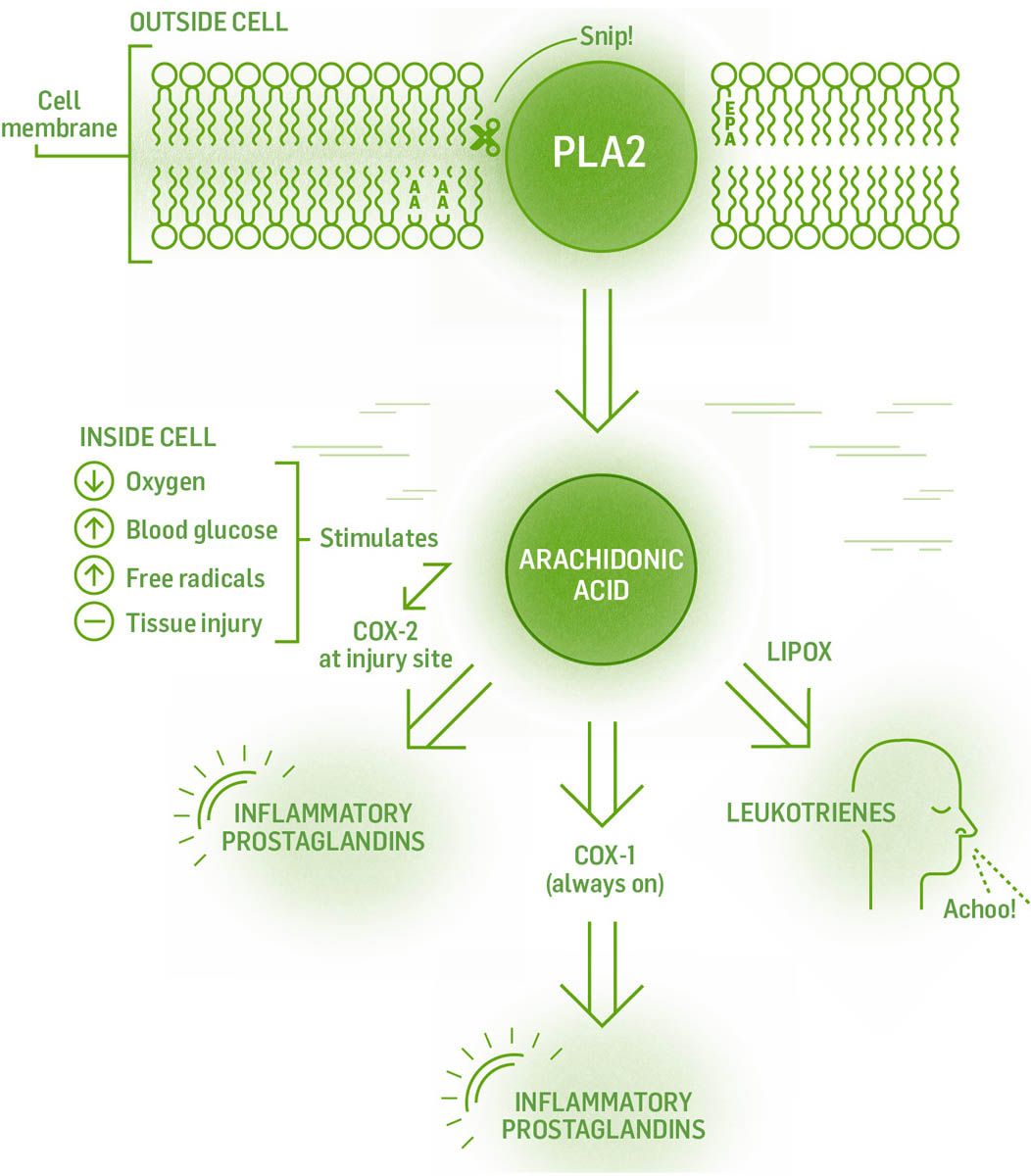 Illustrated infographic showing the inflammation process, starting with PLA2, to arachidonic acid causing inflammatory prostaglandins and leukotrienes