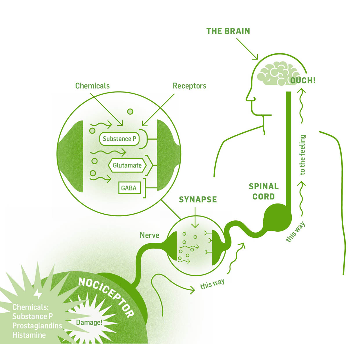 Illustrated infographic of the pain pathway, showing nociceptors, nerves, synapses, up the spinal cord to the brain