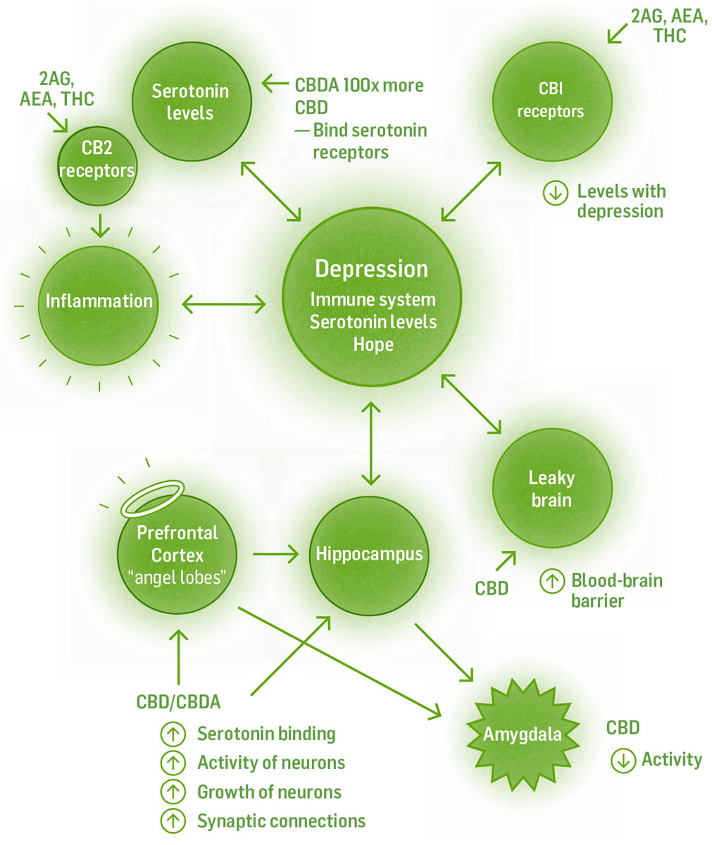 Illustrated graphic of chemicals and processes in depression, including serotonin levels, inflammation, prefrontal cortex, hippocampus, leaky brain, amygdala, and more