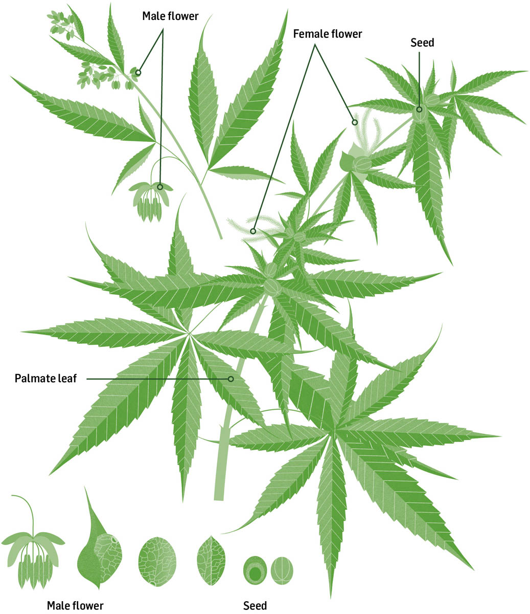 An illustration of a cannabis plant, showing male flower, female flower, seeds, and palmate leaf