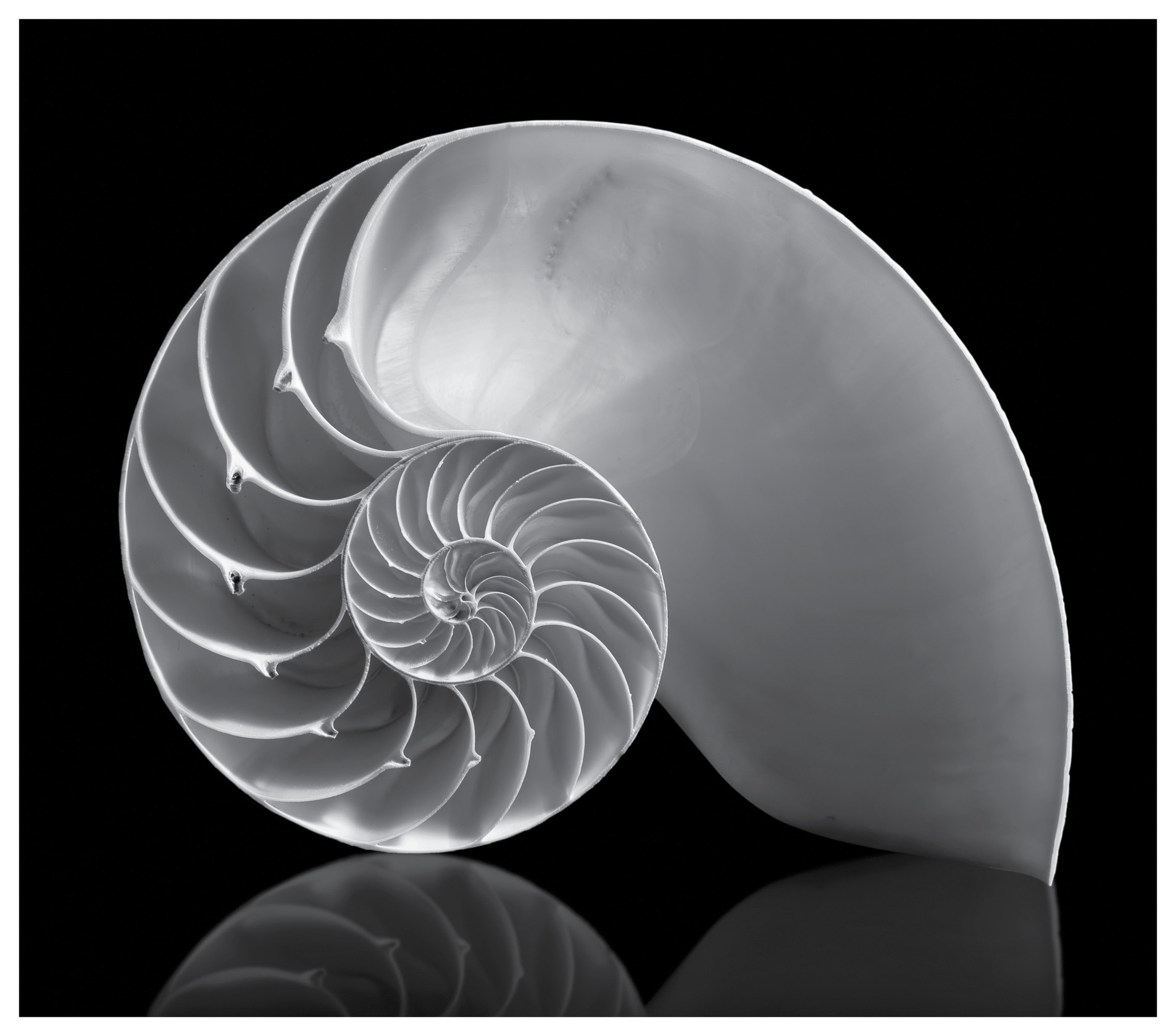 fibonacci pattern on shell viewed spiral from front