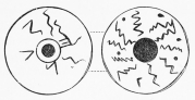 No. 291. An Inscribed Trojan Whorl (8 M.).