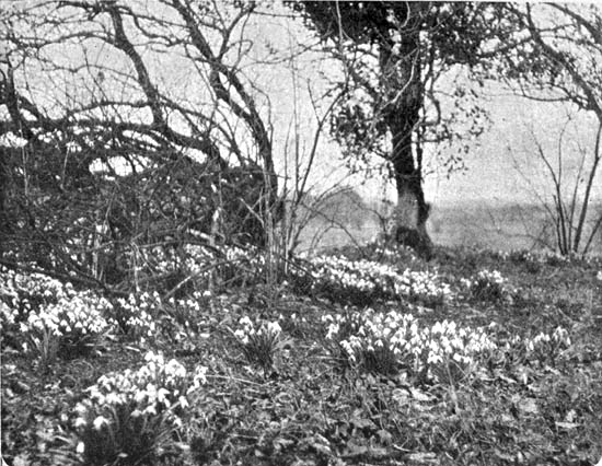 SNOWDROPS IN GRASS