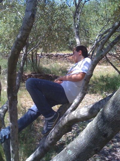 Saji resting in an olive tree