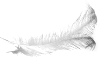 Feather