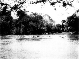 [Photograph: Hippos in the Tana River]