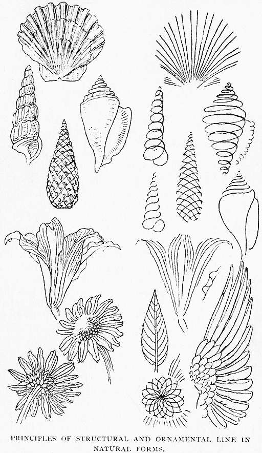 Principles Of Structural And Ornamental Line In Natural Forms.