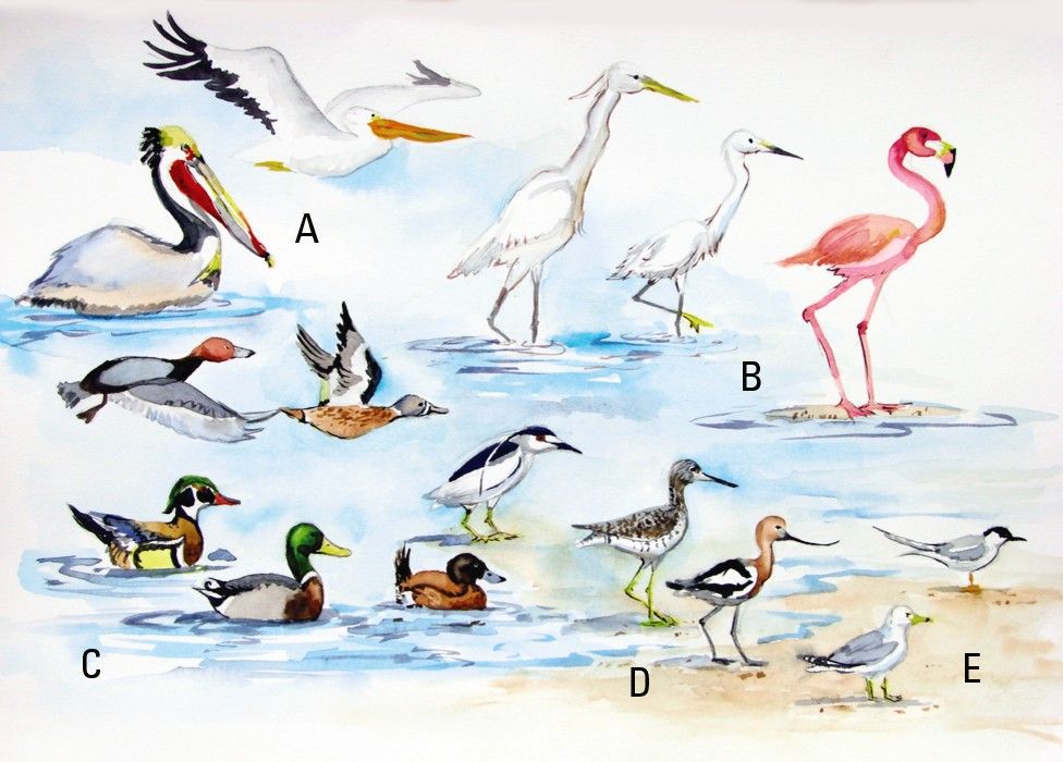 Figure 11-13: Beach birds.