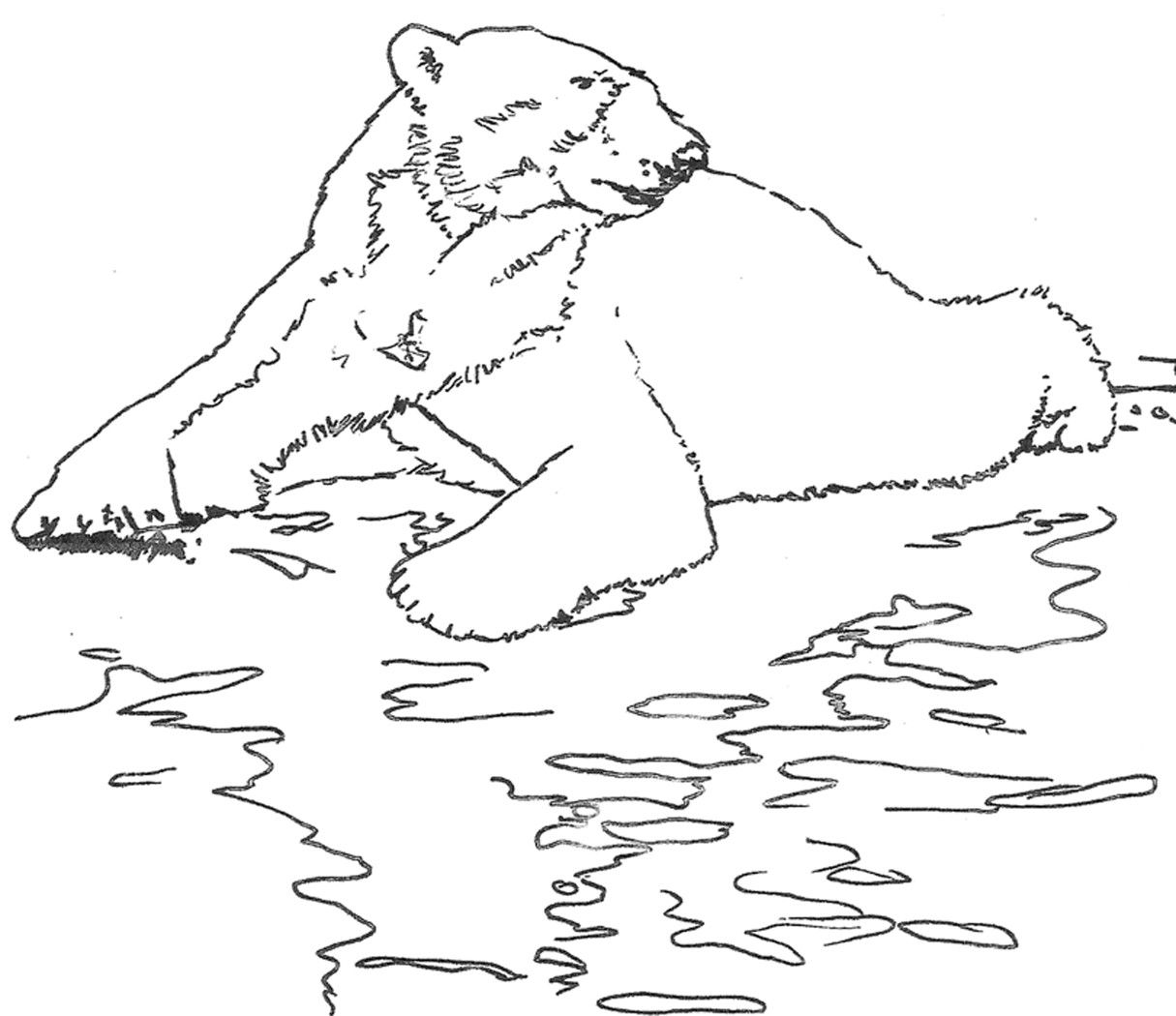 Figure 13-6: A polar bear drawing for your copying pleasure.