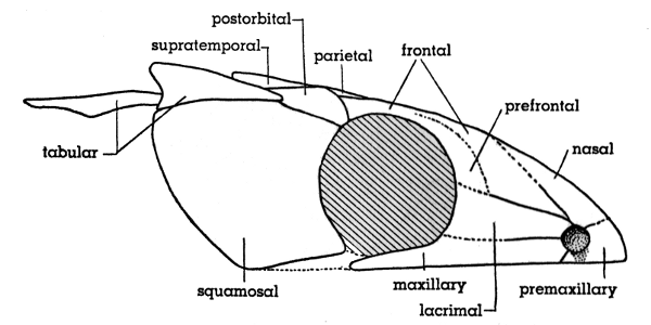 Fig. 2. Hesperoherpeton garnettense Peabody. Skull, lateral view, showing relatively large orbit and absence of smaller circumorbital bones. KU 10295, × 4.