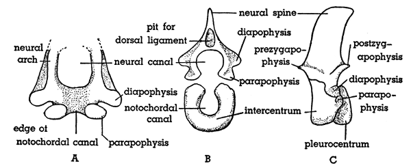 Fig. 7. Hesperoherpeton garnettense Peabody. A, End view of incomplete vertebra, probably near anterior end of column. B, Neural arch and intercentrum in end view, showing probable association. C, Left lateral view of trunk vertebra. All figures: KU 10295, × 4.