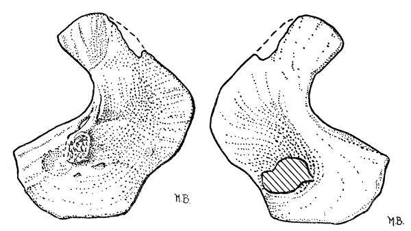 Fig. 8. Hesperoherpeton garnettense Peabody. Type specimen redrawn. Right scapulocoracoid in external view (at left), and internal view (at right). KU 9976, × 4.