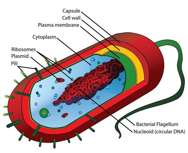 bacteria