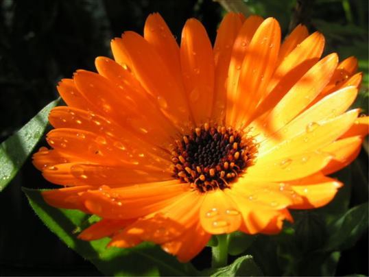 calendula