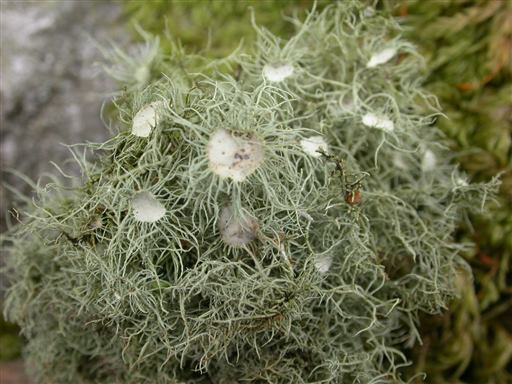 Usnea florida large