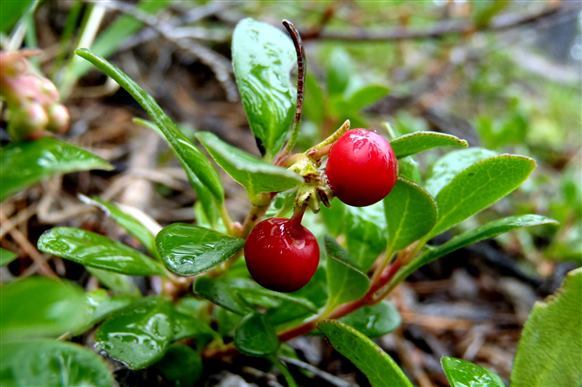 arctostaphylos_uva-ursi_03