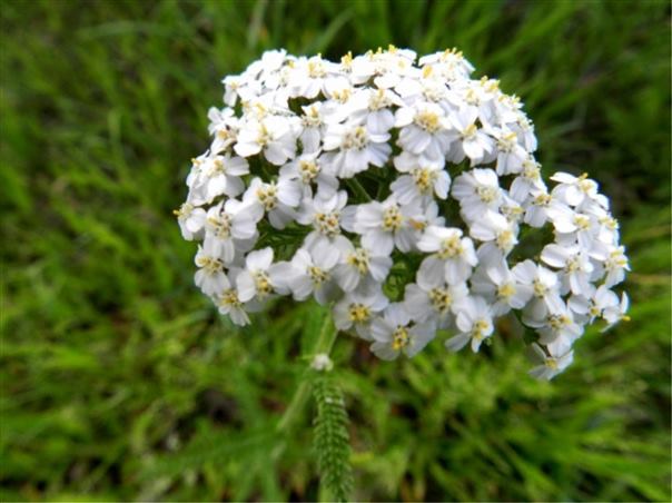 yarrow