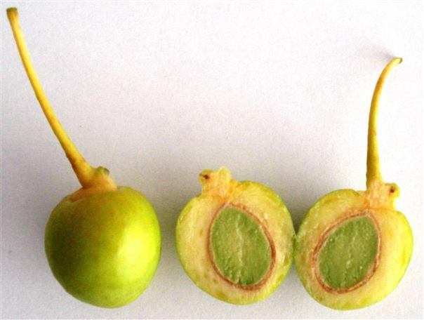 Ginkgo_biloba_-_fruit