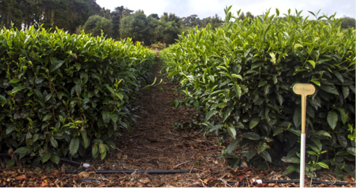 A flushing tea plant