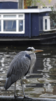 Wildlife on the canal