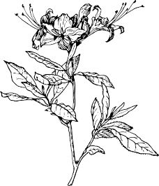 Description: outline-flower-azalea-plant-coloring-short-tattoo