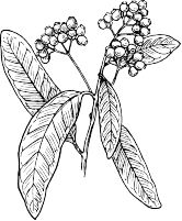 Description: outline-tree-plant-vine-spice-allspice-botany