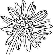 Description: black-back-outline-drawing-flower-white-plant