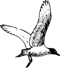 Description: seagull-clipart-black-and-white-11954421691985470411ryanlerch_Franklins_Gull