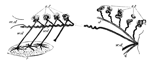 Diagram of the arrangement of the male Urinogenital Organs