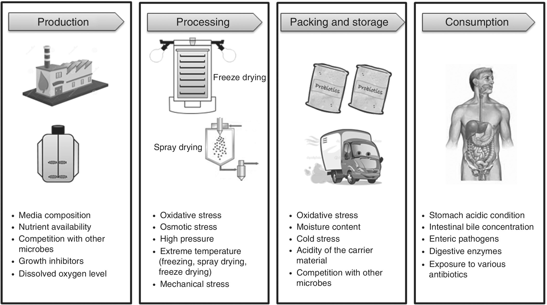 Illustration of various stressful environments encountered by probiotics, from production to processing, packing and storage, and to consumption.