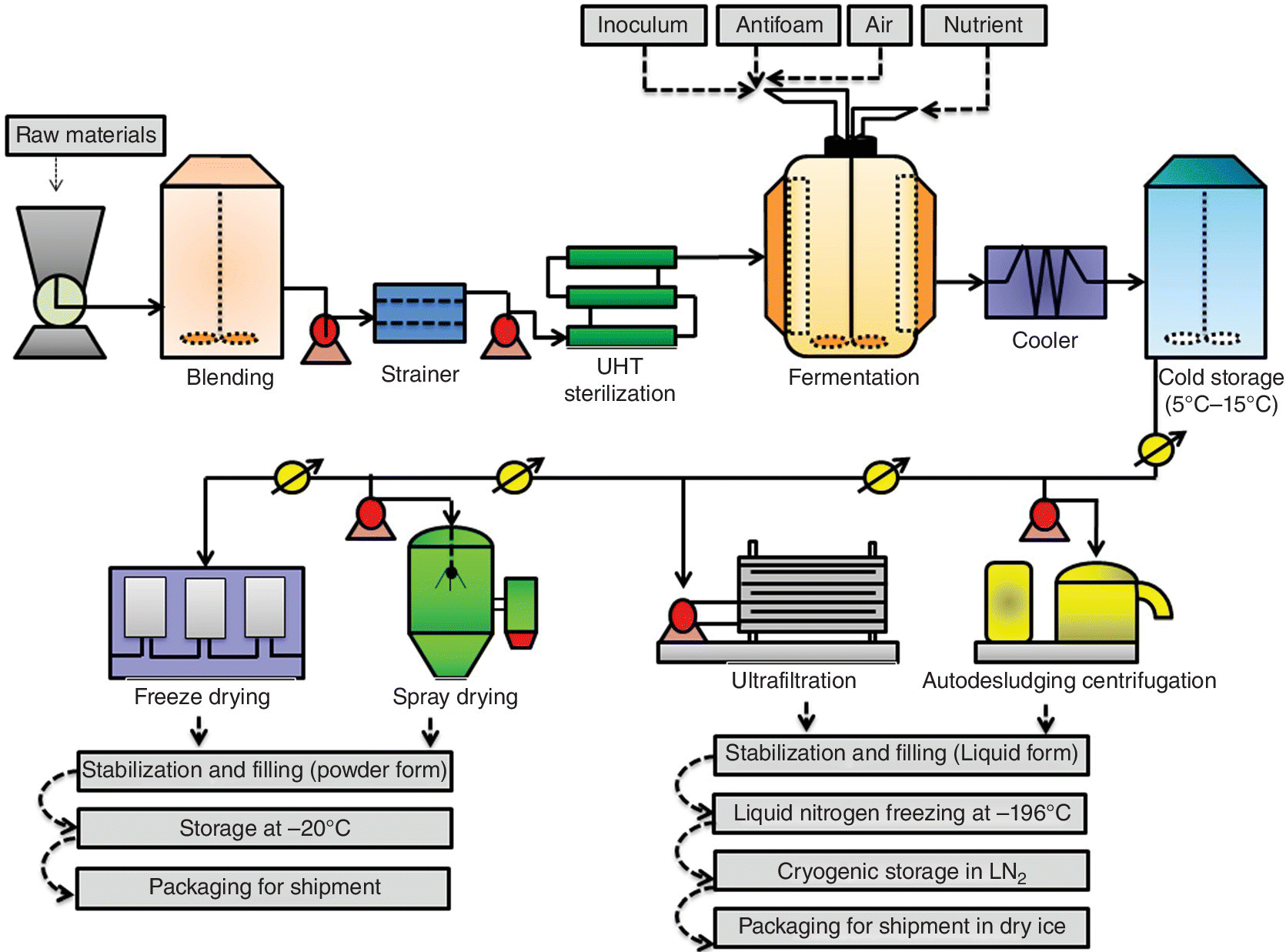 Flowchart for the production process of probiotic starter cultures, from raw materials to fermentation, cold storage, and to autodesludging centrifugation, ultrafiltration, spray drying, and freeze drying.