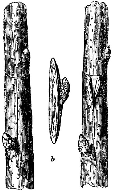 Figure 18.