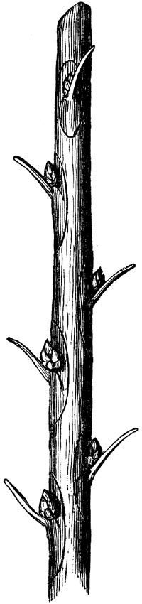 Figure 20.