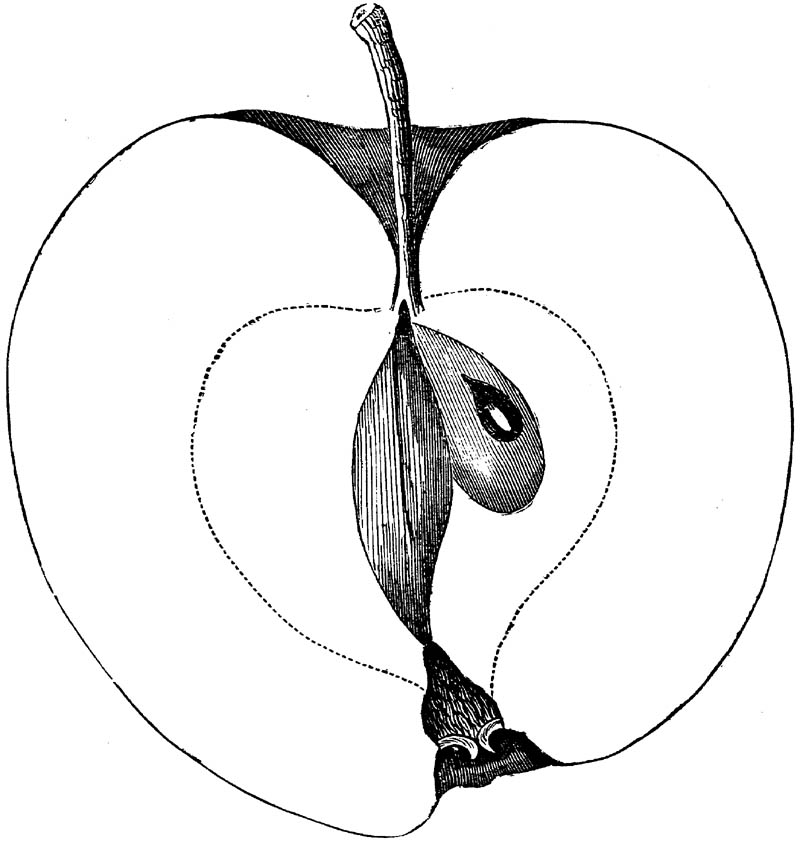 Figure 288.