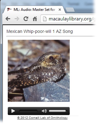 These days, you find audio used all over the Web. One great example is Cornell University’s Macaulay Library of Natural Sounds (), where visitors can pause, rewind, and play audio clips of bird calls.