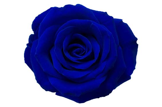 blue rose