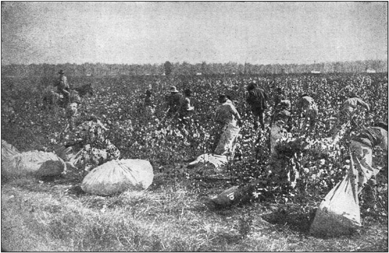 Cotton Pickers