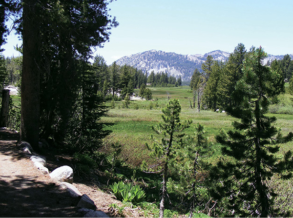 Tahoe_Meadows_19.tif