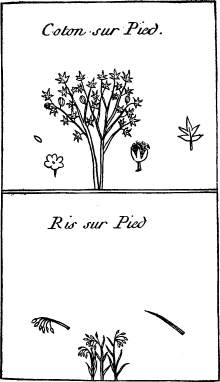 Top: Cotton on the stalk—Bottom: Rice on the stalk