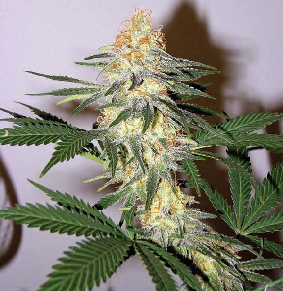 TLO grown cannabis is elegant to smoke