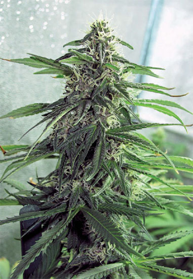 Good water is essential if you want to grow gorgeous buds like this exotic sativa cola