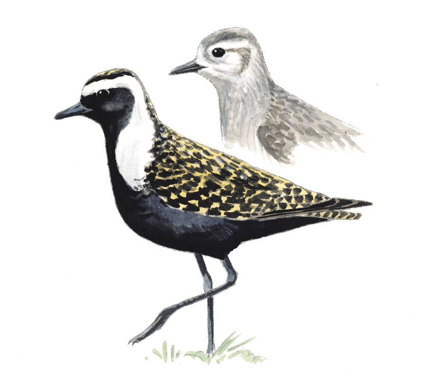 AmericanGoldenPlover_AK.tif