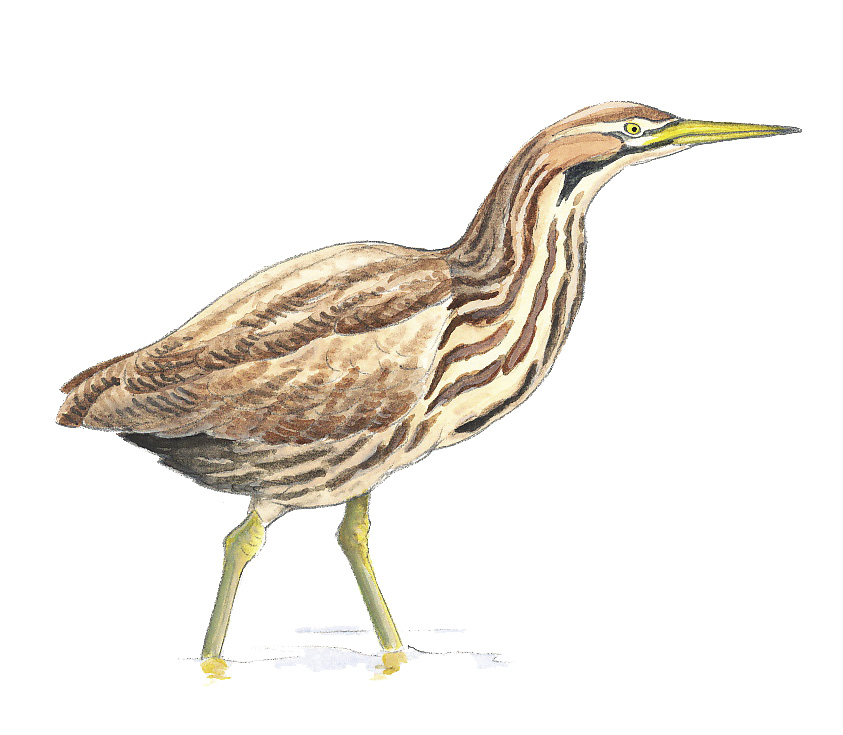 American_Bittern.tif