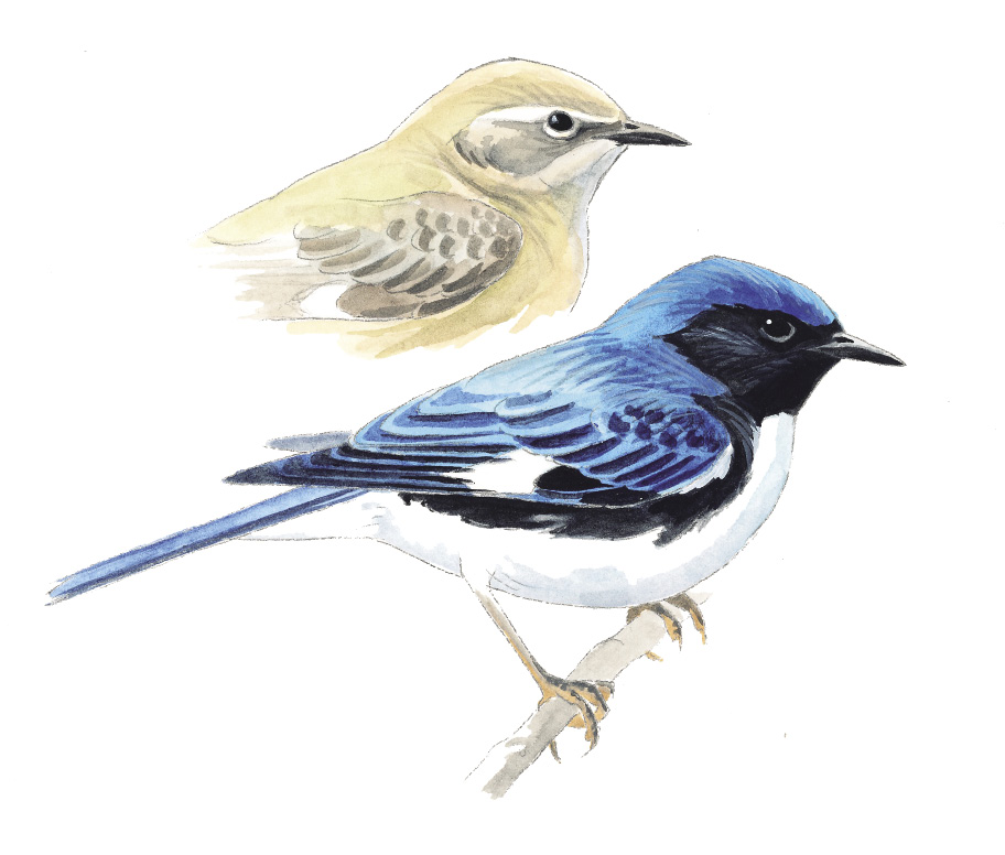 B-TBlueWarbler_VA.tif