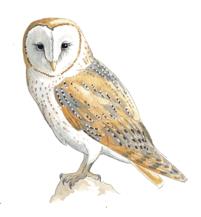 Barn_Owl.tif