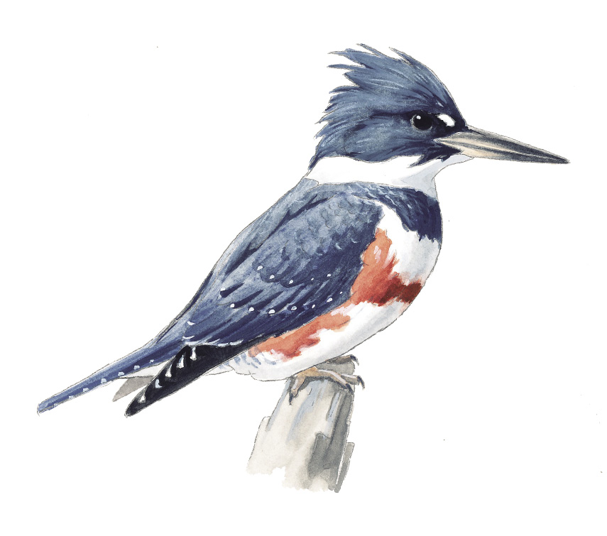 BeltedKingfisher_WA.tif