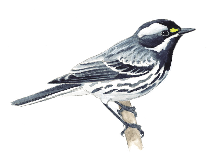 Black-throated_Gray_Warbler.tif