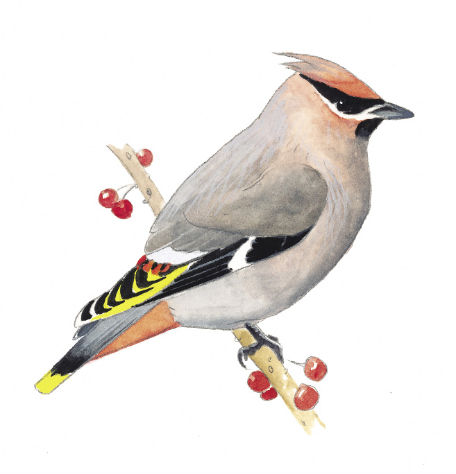 BohemianWaxwing_AK.tif