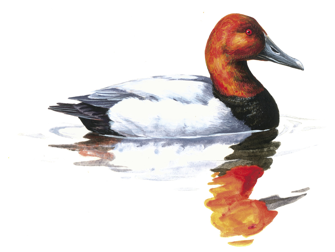 Canvasback.tif