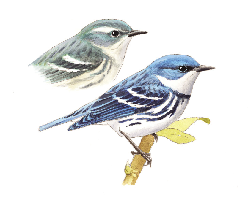 Cerulean_Warbler_WV_Rev.tif